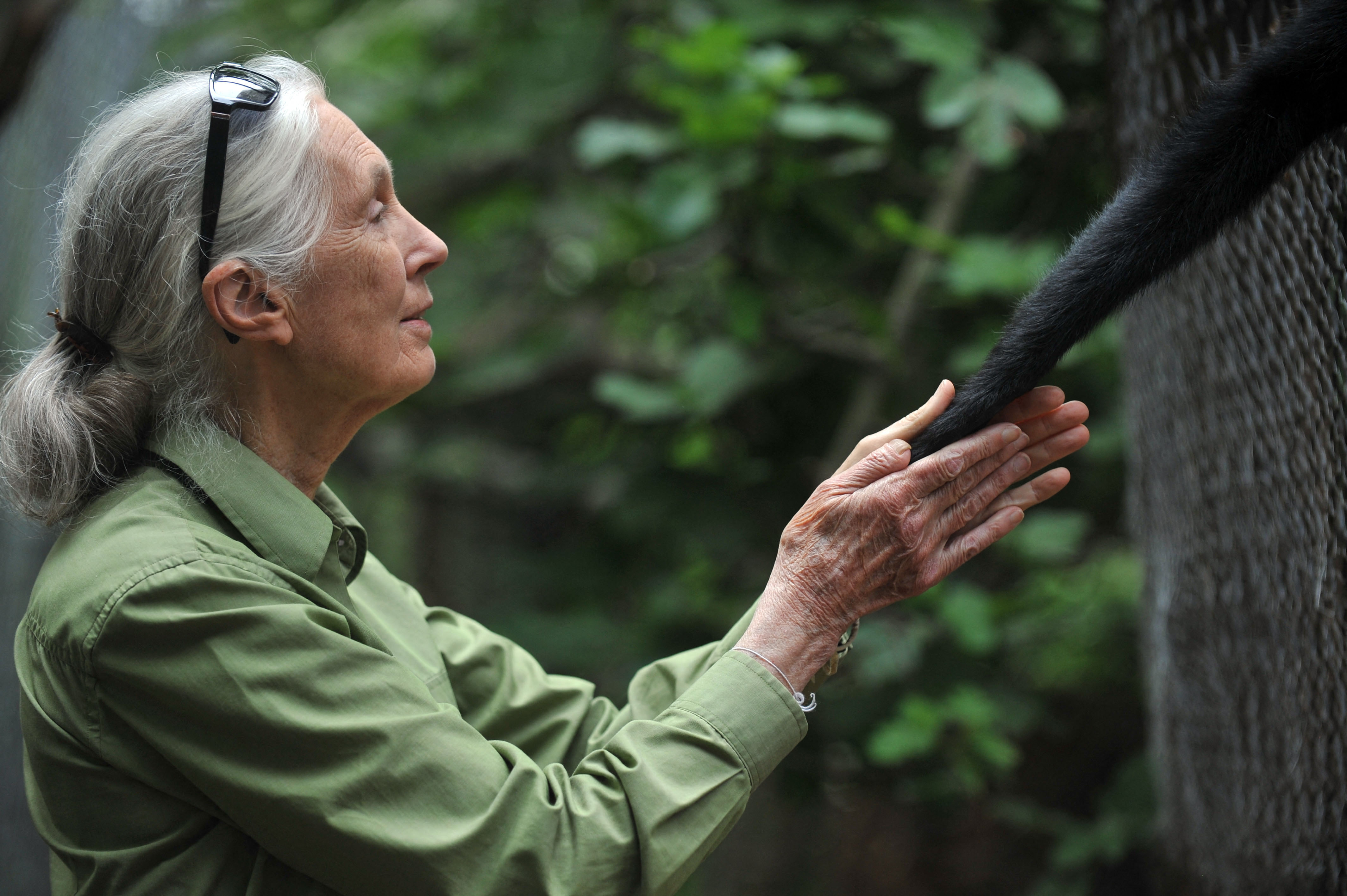 Antropóloga y primatóloga Jane Goodall sostiene la mano de un Mono Araña, en Santiago, Chile. (Foto Prensa Libre: AFP). 