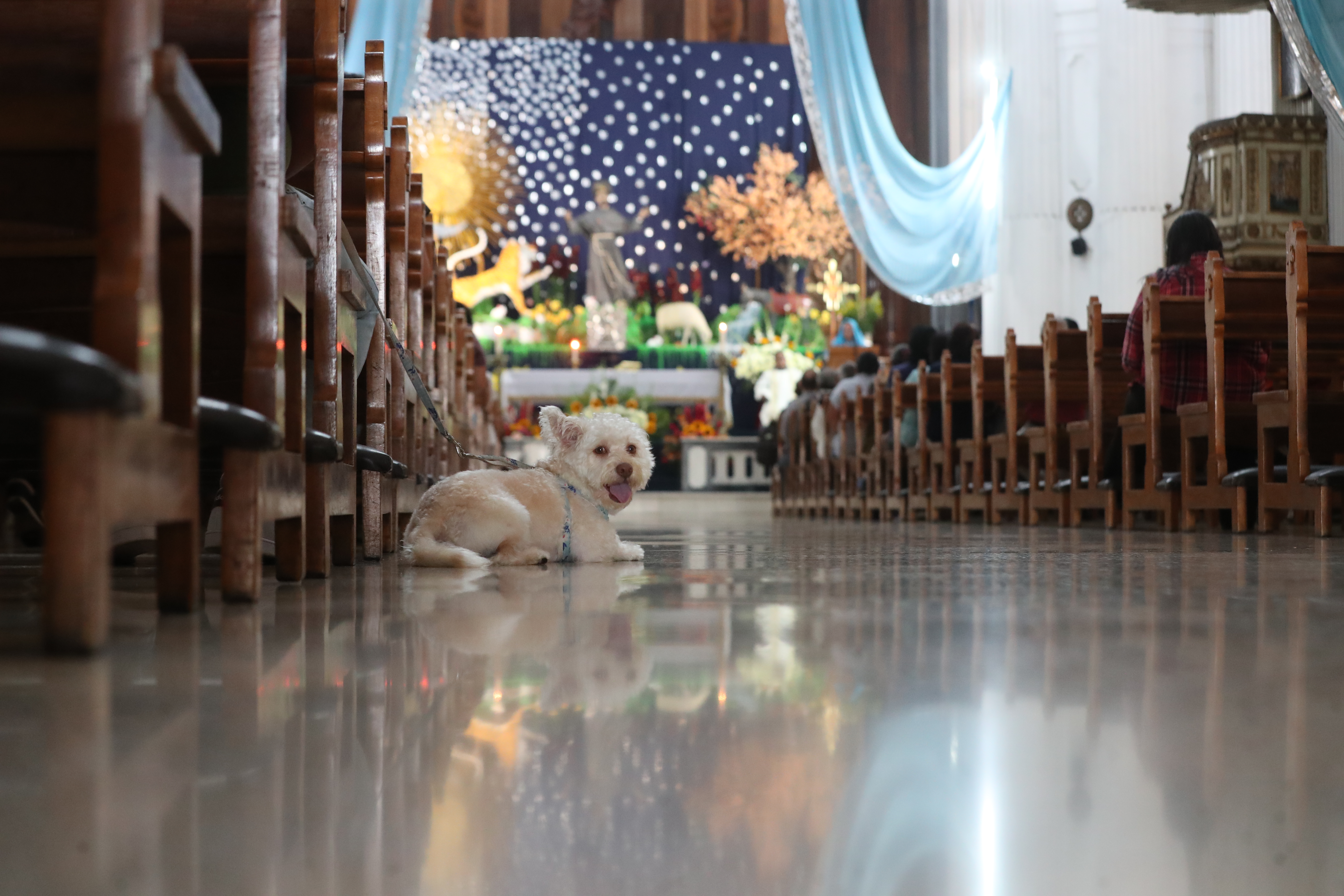 Bendición de Mascotas San Francisco de Asis'