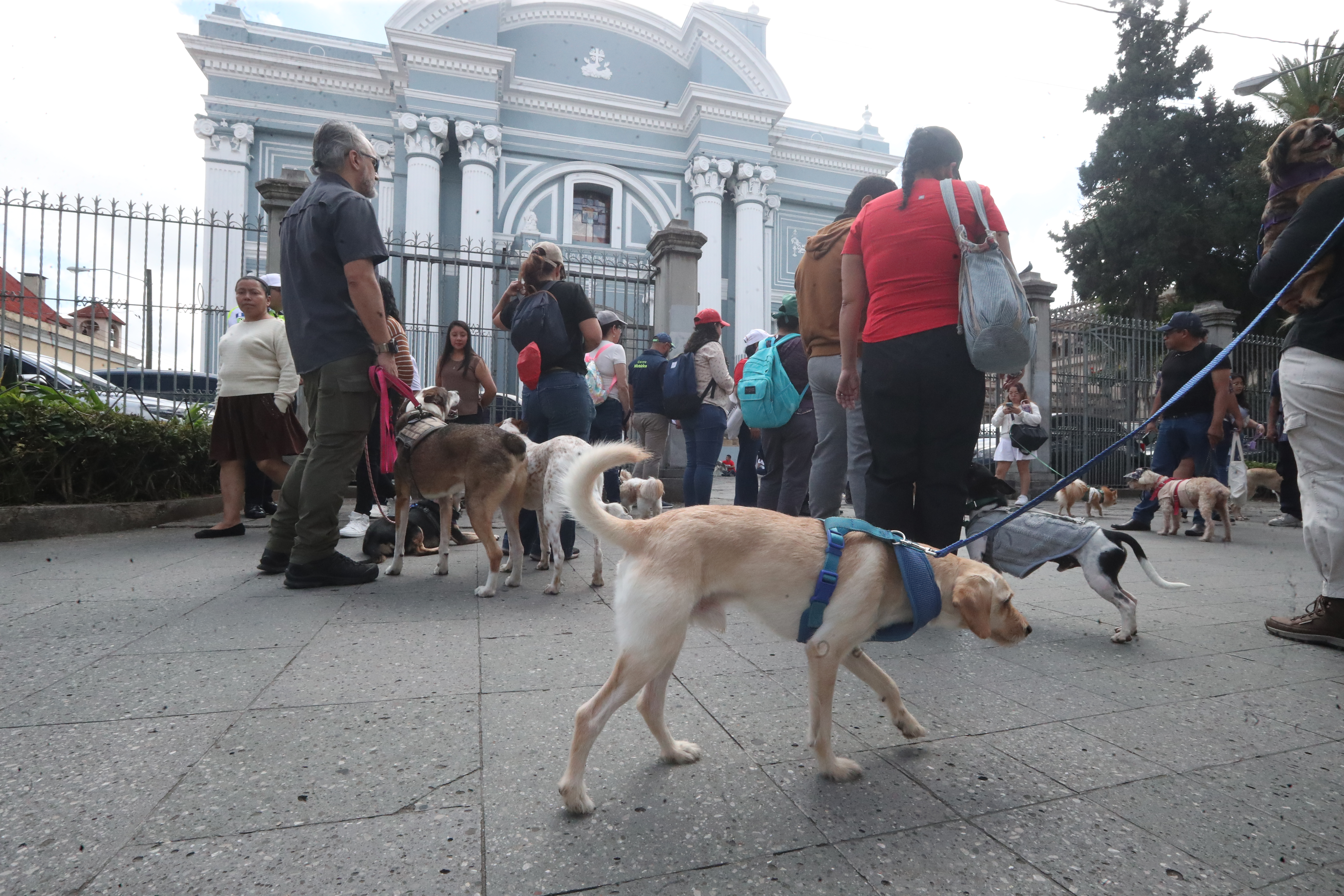 BENDICION DE MASCOTAS'