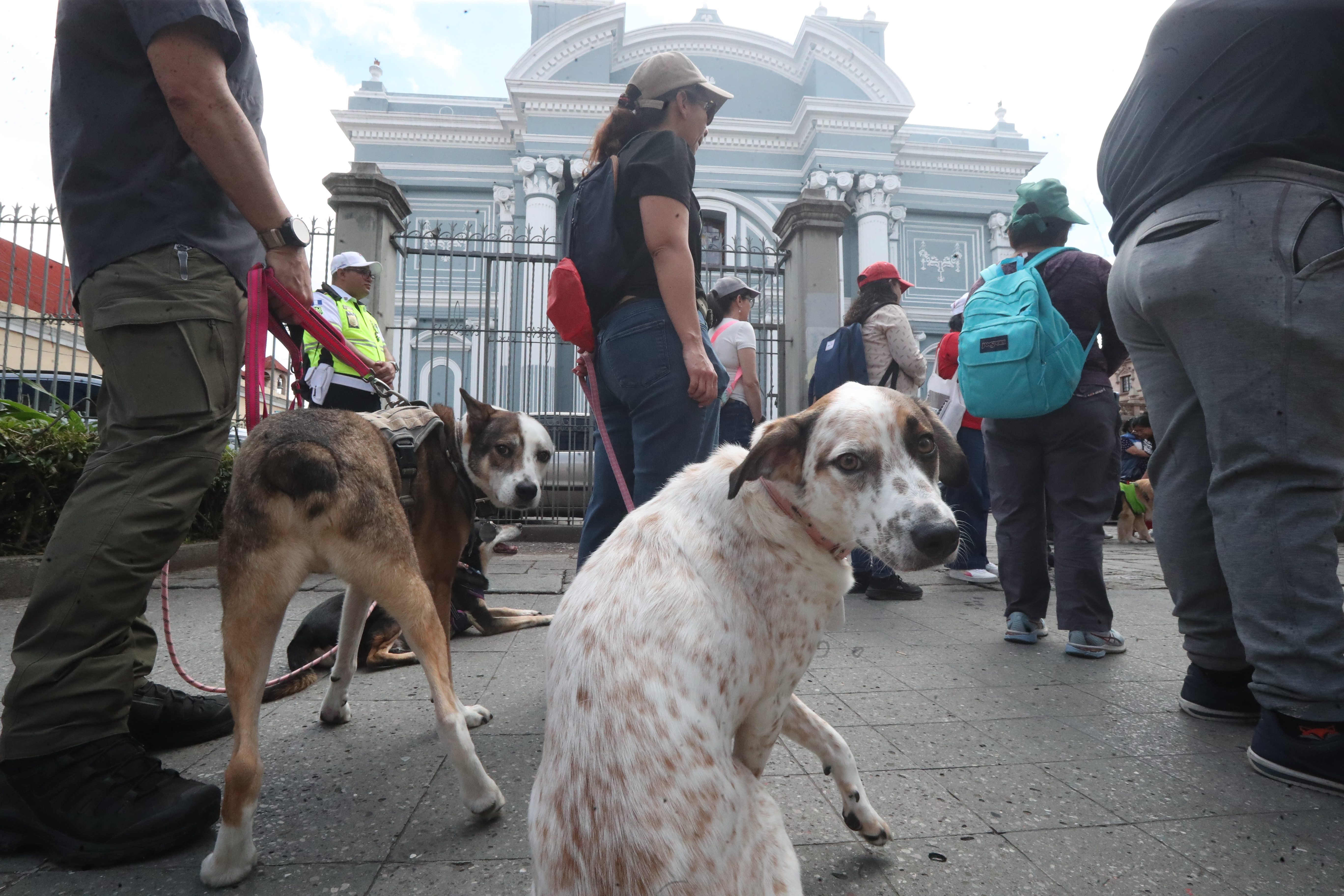 Bendición de Mascotas San Francisco de Asis'