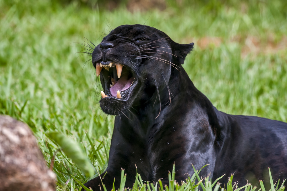 El jaguar negro macho (Panthera onca), también llamado Panther, es una variación melánica del jaguar. Es un mamífero carnívoro de la familia Felidae que se encuentra en las Américas. Animales cautivos.