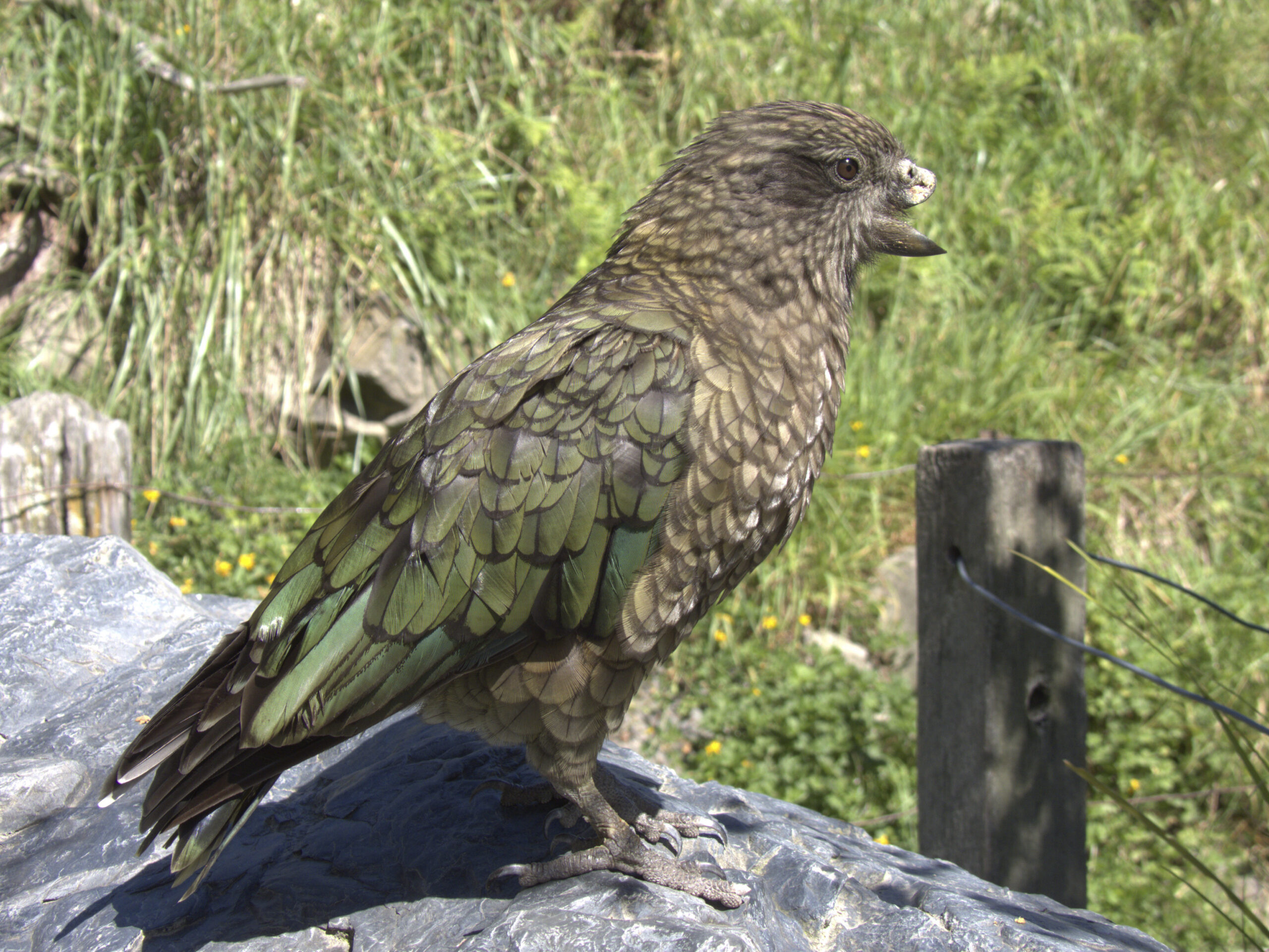 In an undated photo from Alex Grabham, Bruce, a 13-year-old kea parrot in New Zealand. Bruce long ago lost the top half of his beak, but it didn’t prevent his climb to the top of his social hierarchy. (Alex Grahham via The New York Times) — NO SALES; FOR EDITORIAL USE ONLY WITH NYT STORY PROBLEM SOLVING PARROT BY CARL ZIMMER FOR APRIL 20, 2026. ALL OTHER USE PROHIBITED. —