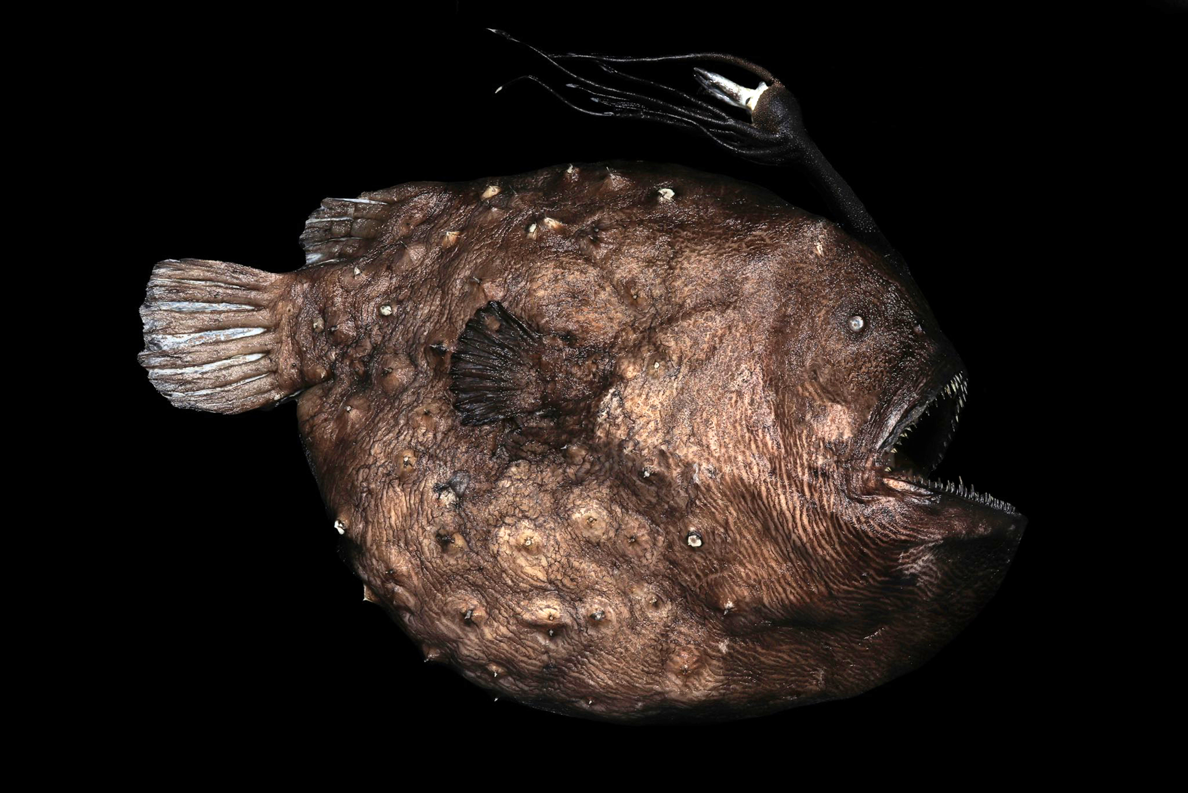 An undated photo provided by A.J. Maile shows an anglerfish. The deep-sea fish ended up with glowing lures not just to snag meals, but also to attract mates, a new study finds. (A.J. Maile via The New York Times) — NO SALES; FOR EDITORIAL USE ONLY WITH NYT STORY SLUGGED ANGLERFISH EVOLUTION BY KATE GOLEMBIEWSKI FOR APRIL 17, 2026. ALL OTHER USE PROHIBITED —