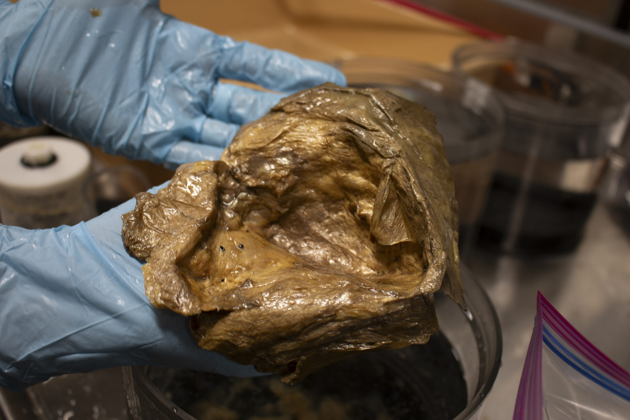 In an image from NOAA Fisheries, the object that became known as the “golden orb” in a lab of the Smithsonian Institution. After more than two years of investigation, the U.S. National Oceanic and Atmospheric Administration said this week that researchers had identified it as a part of a deep-sea anemone. (NOAA Fisheries via The New York Times) — NO SALES; FOR EDITORIAL USE ONLY