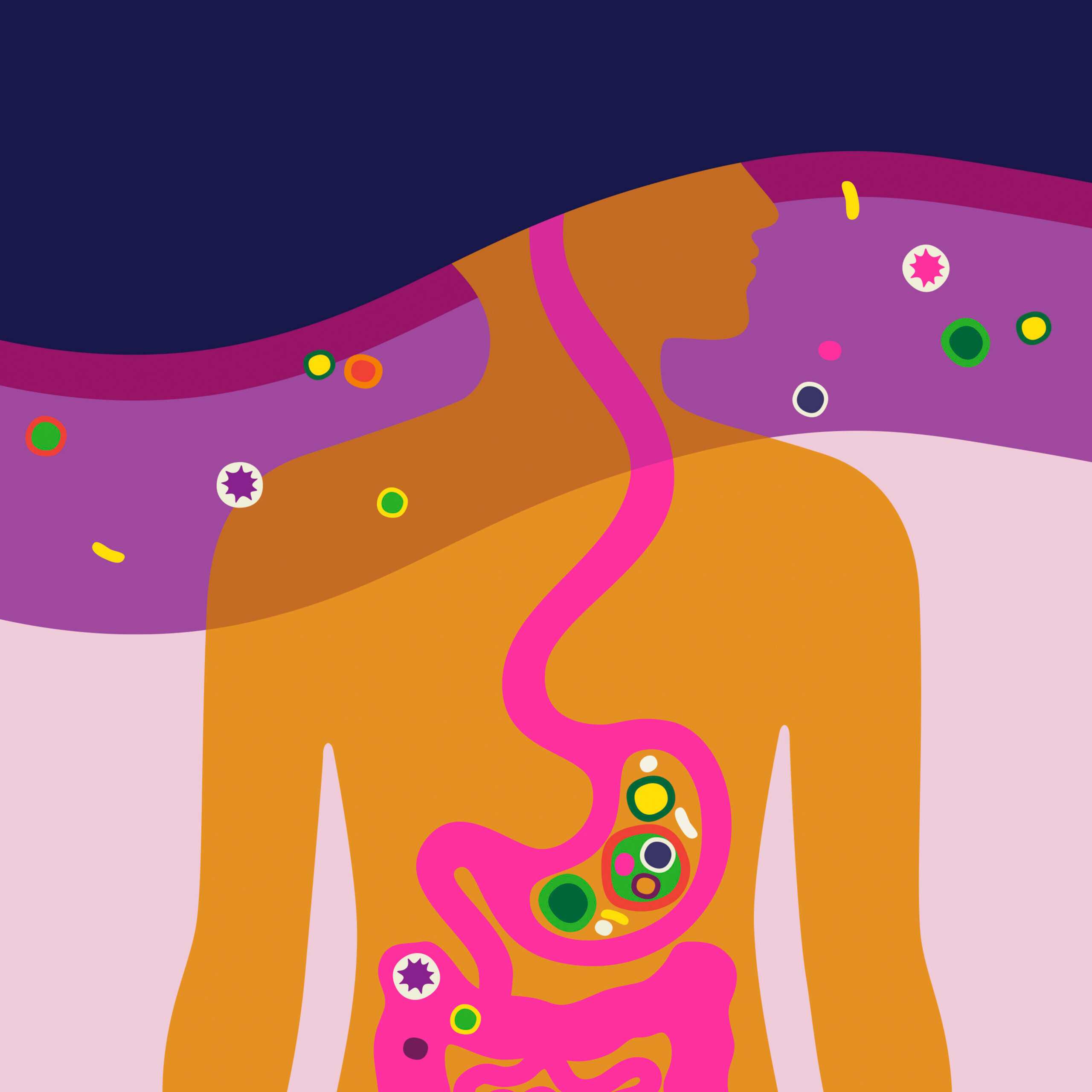 Scientists keep learning more about the connection between the brain and the gastrointestinal system. (Kari Modén/The New York Times) -- FOR EDITORIAL USE ONLY WITH SCI GUT BRAIN CONNECTION BY CHRISTINA CARON FOR MAY 10, 2026. ALL OTHER USE PROHIBITED.