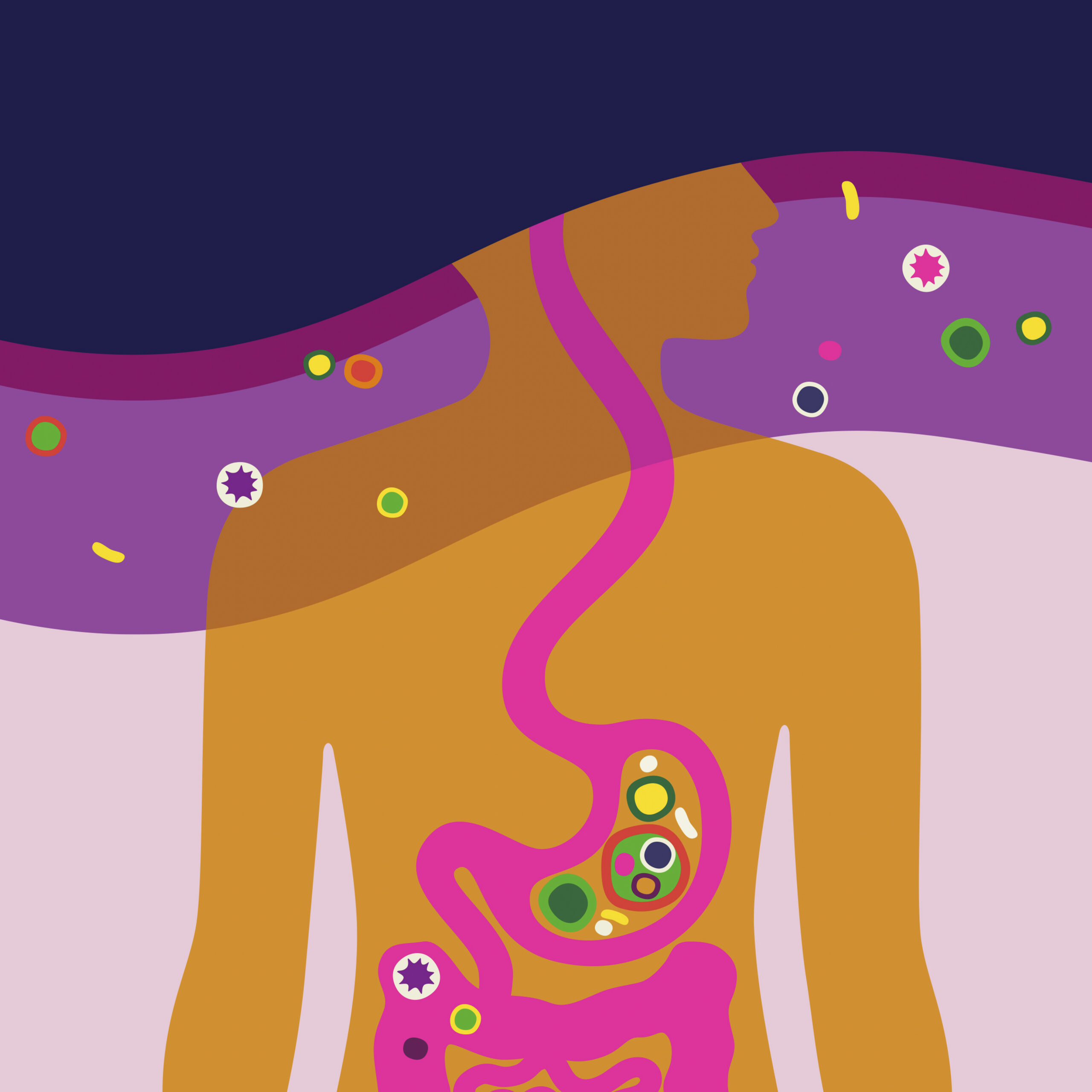 Scientists keep learning more about the connection between the brain and the gastrointestinal system. (Kari Modén/The New York Times) -- FOR EDITORIAL USE ONLY WITH SCI GUT BRAIN CONNECTION BY CHRISTINA CARON FOR MAY 10, 2026. ALL OTHER USE PROHIBITED.