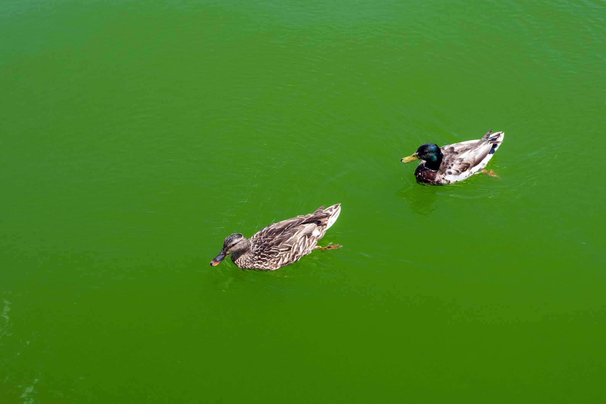 The green water didn't bother some visitors. Alex Kent/The New York Times