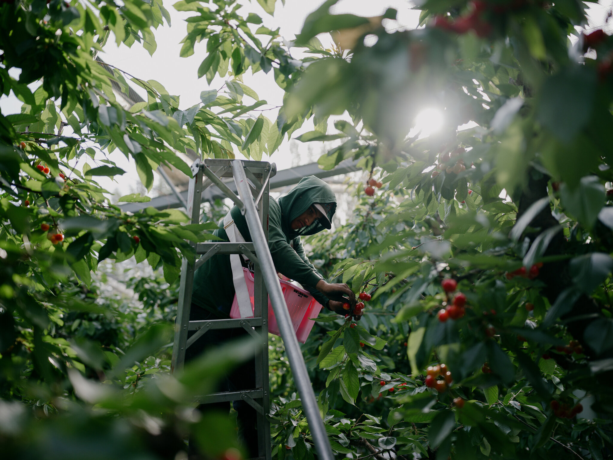 Christian Calderon es uno de los trabajadores con visa H-2A contratados para cosechar cerezas en Kennewick, Washington. Mientras el gobierno de Trump reduce los salarios, los agricultores solicitan más trabajadores extranjeros. Grant Hindsley para The New York Times