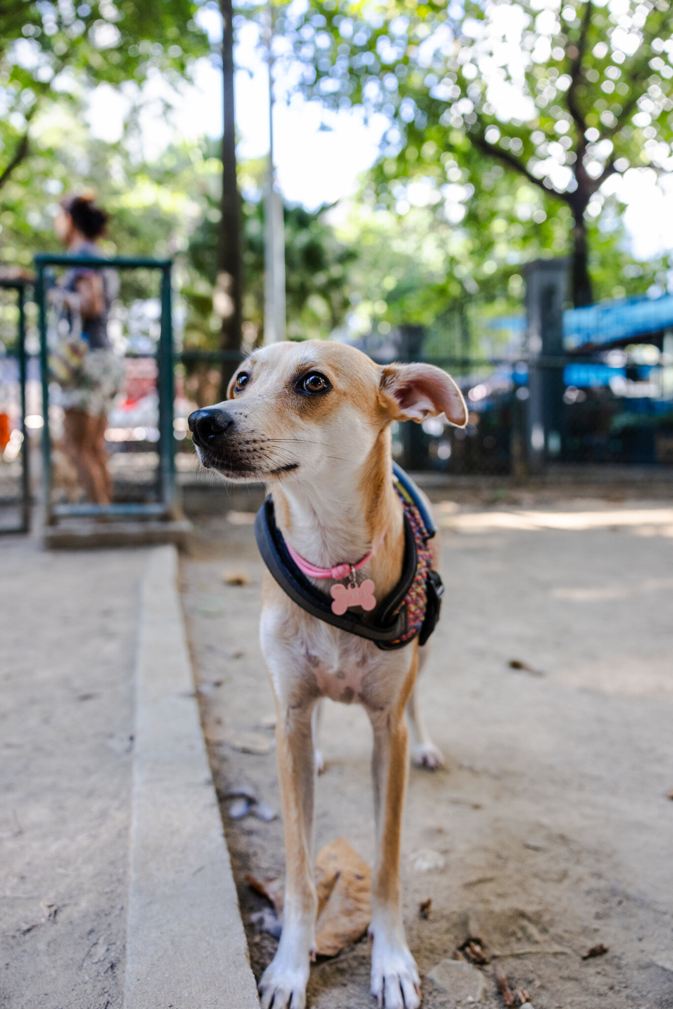 Tiana, una perra "caramelo," en un parque de Río de Janeiro, en abril