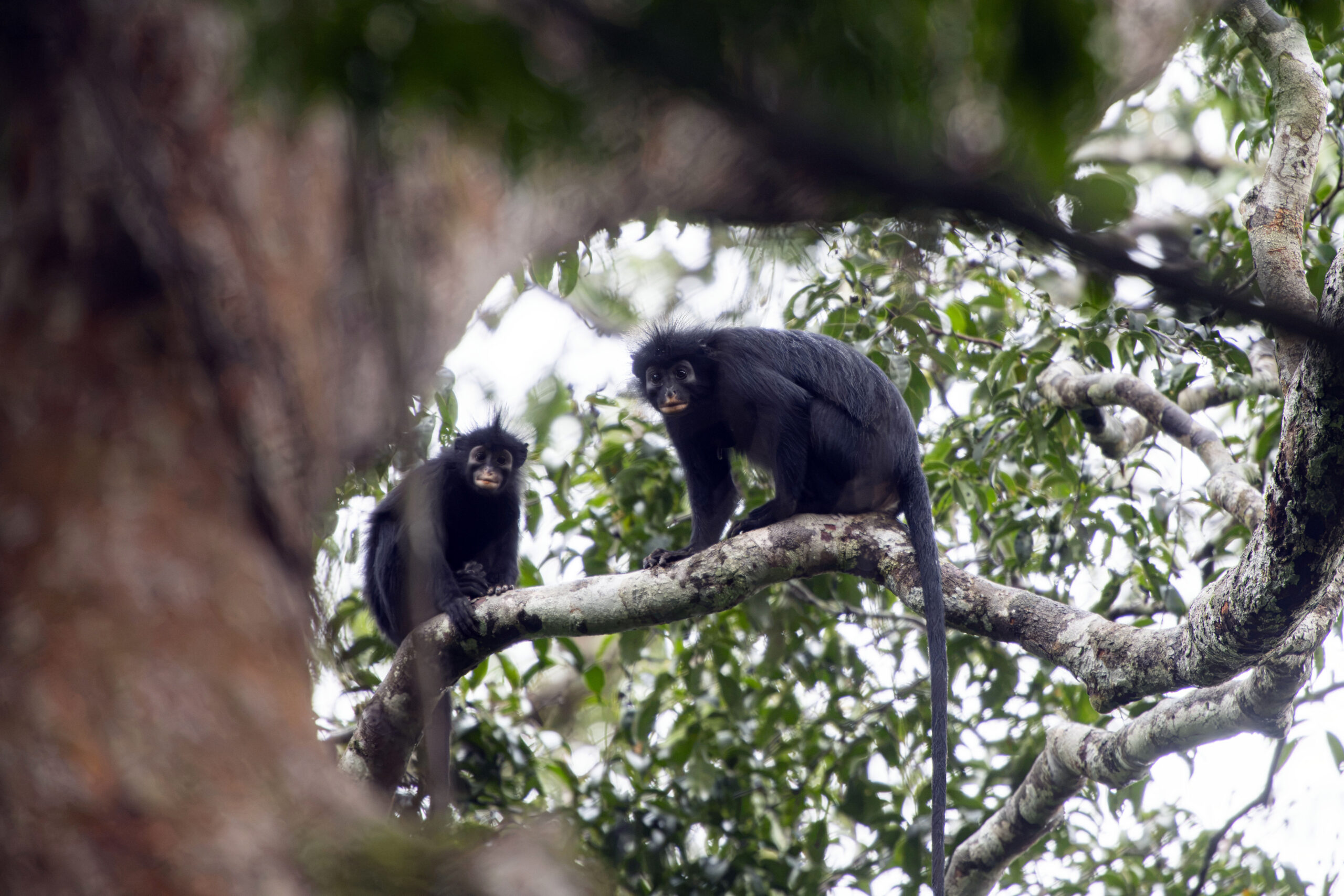 A photo provided by Daniel Rosengren shows a new species of monkey, Colobus congoensis, known locally as Likweli, at the Lomami National Park in the Democratic Republic of Congo. The monkeys' restricted range helps explain why they're so poorly known even by local people, a researcher says. (Daniel Rosengre/Frankfurt Zoological Society via The New York Times) -- NO SALES; FOR EDITORIAL USE ONLY WITH NYT STORY SLUGGED MONKEY DISCOVERY BY KATE GOLEMBIEWSKI FOR JULY 15, 2026. ALL OTHER USE PROHIBITED. --