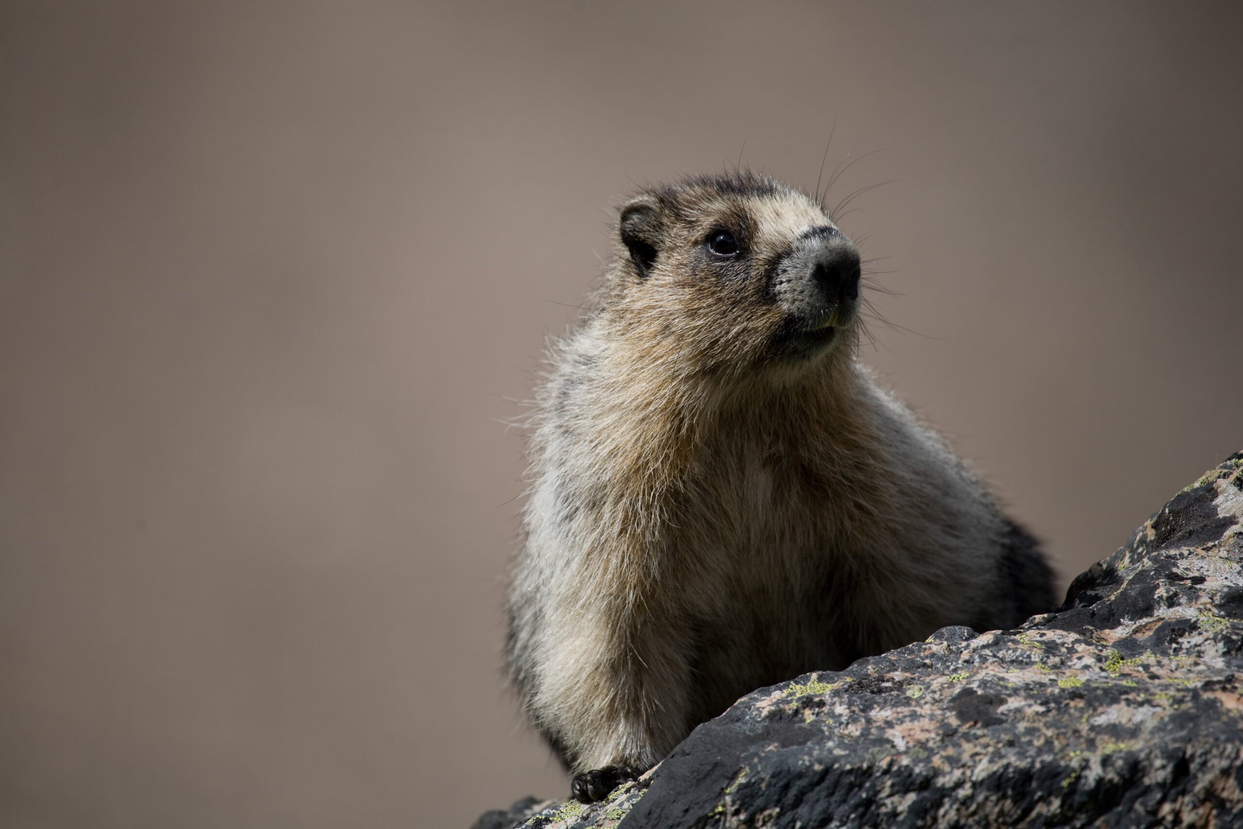 FILE -- A marmot backcountry of Banff National Park, Alberta, Canada, on Sept. 4, 2007. Amid Trump administration budget cuts, a team of scientists at UCLA has uploaded videos of marmots in the wild on the adult-content site OnlyFans to raise money. (Jeff Pflueger/The New York Times)
